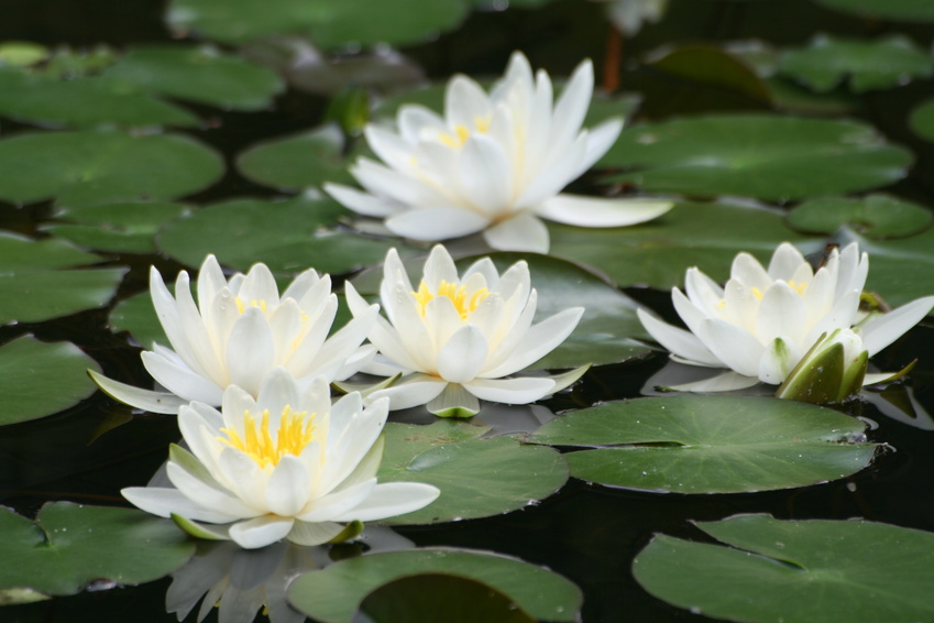 Vrijblijvend advies voor uw vijver